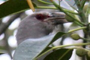 Channel-billed Cuckoo (Scythrops novaehollandiae)